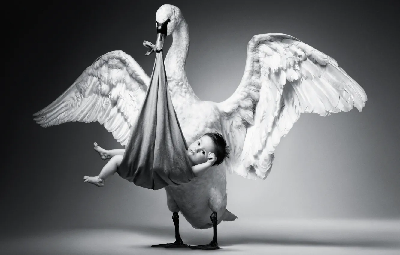 Photo wallpaper children, bird, wings, baby, black and white, geese