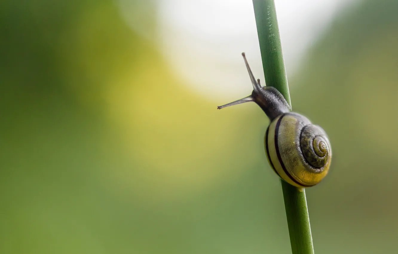 Photo wallpaper background, snail, a blade of grass