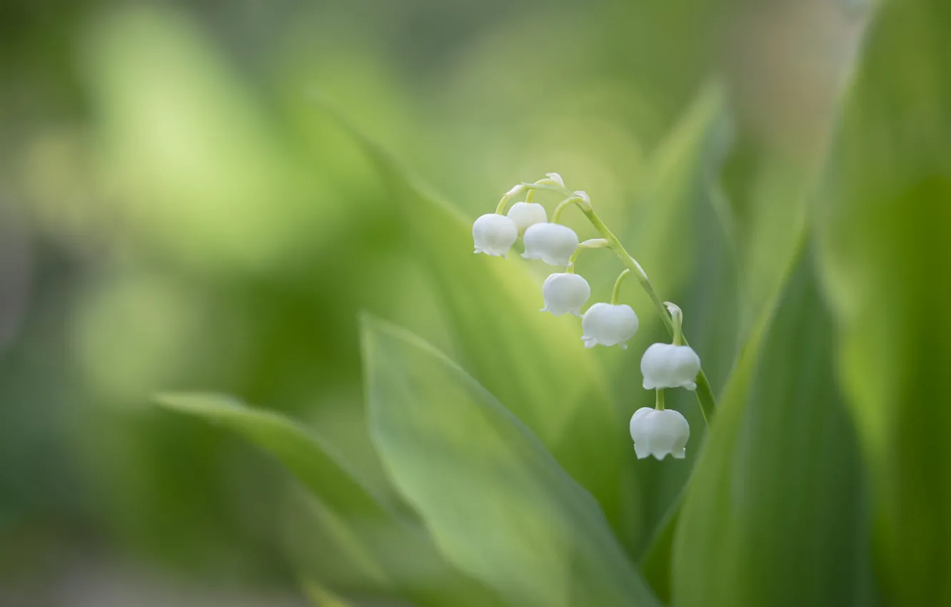 Photo wallpaper leaves, flowers, blur, spring, garden, white, lilies of the valley, bokeh