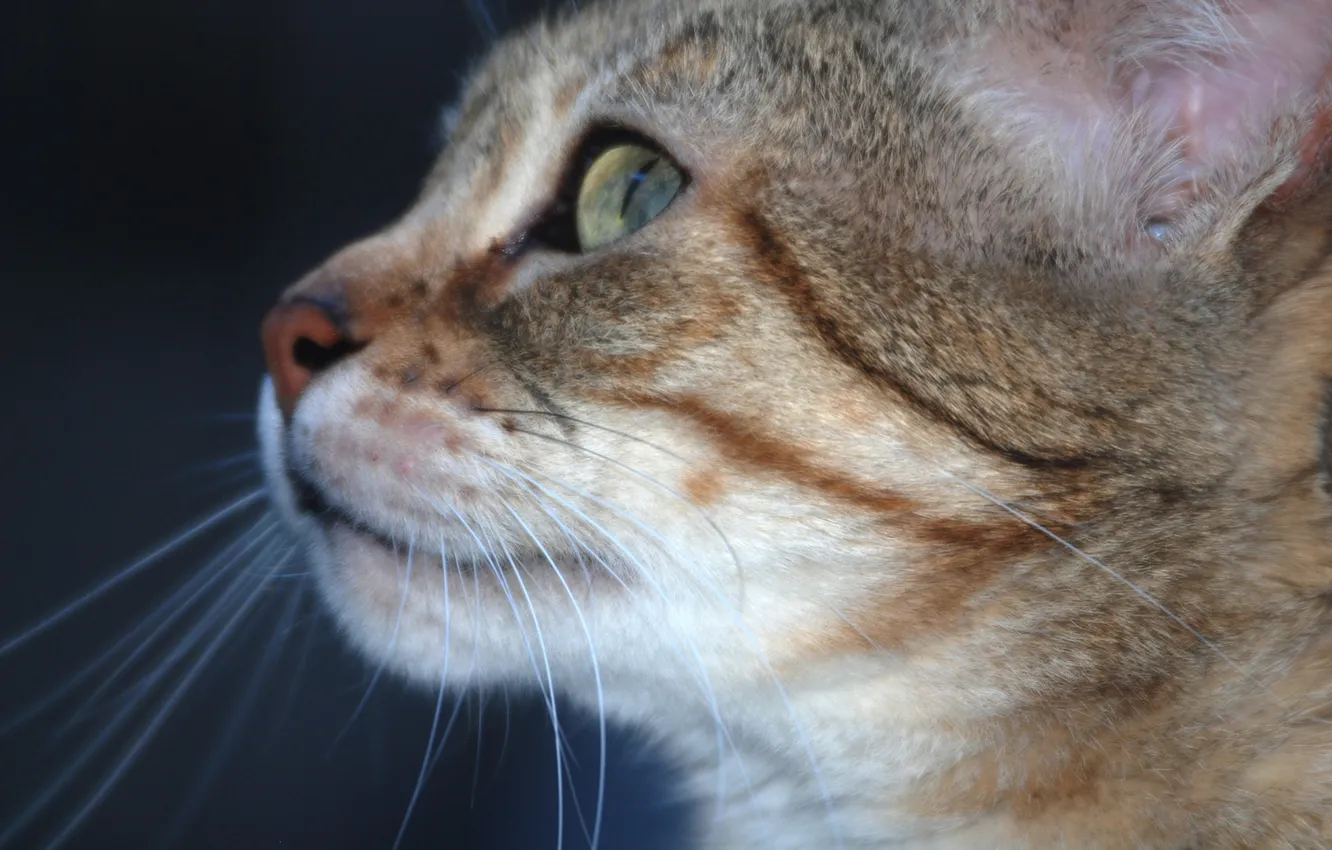 Photo wallpaper eyes, cat, look, green, profile, ears