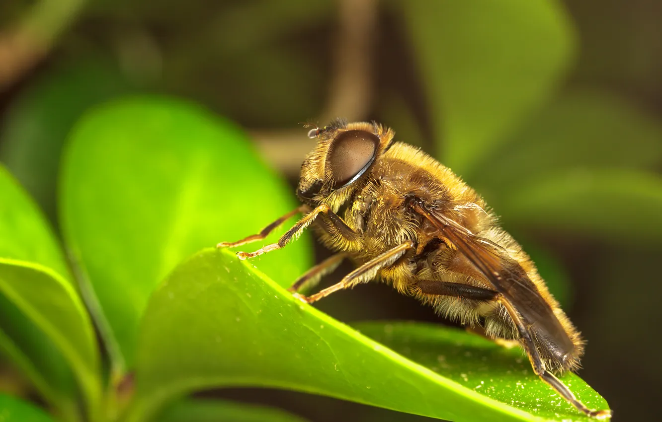 Photo wallpaper leaves, insect, bokeh
