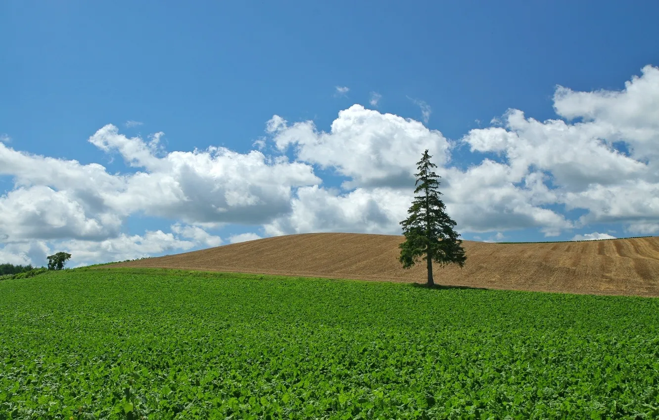 Photo wallpaper TREE, The SKY, FIELD, CLOUDS, SHADOW