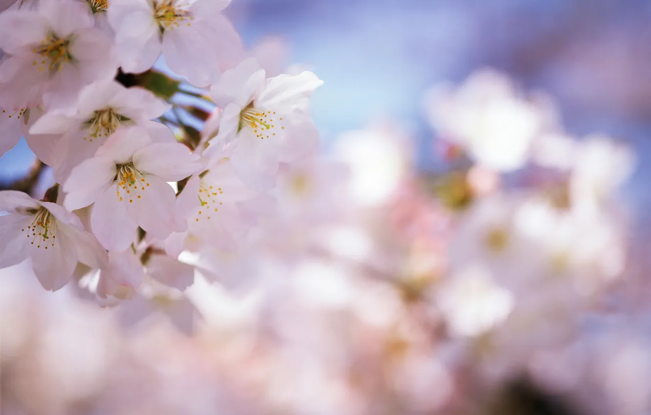Photo wallpaper flowers, cherry, branch, spring, blur