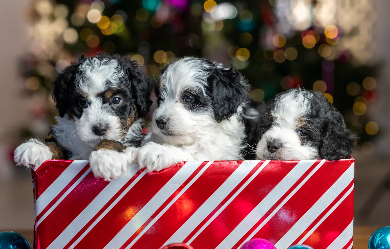 Photo wallpaper glare, package, puppies, Christmas, New year, kids, trio, faces