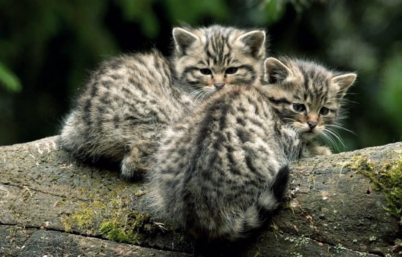 Photo wallpaper striped, on the stone, ocelot, two kittens