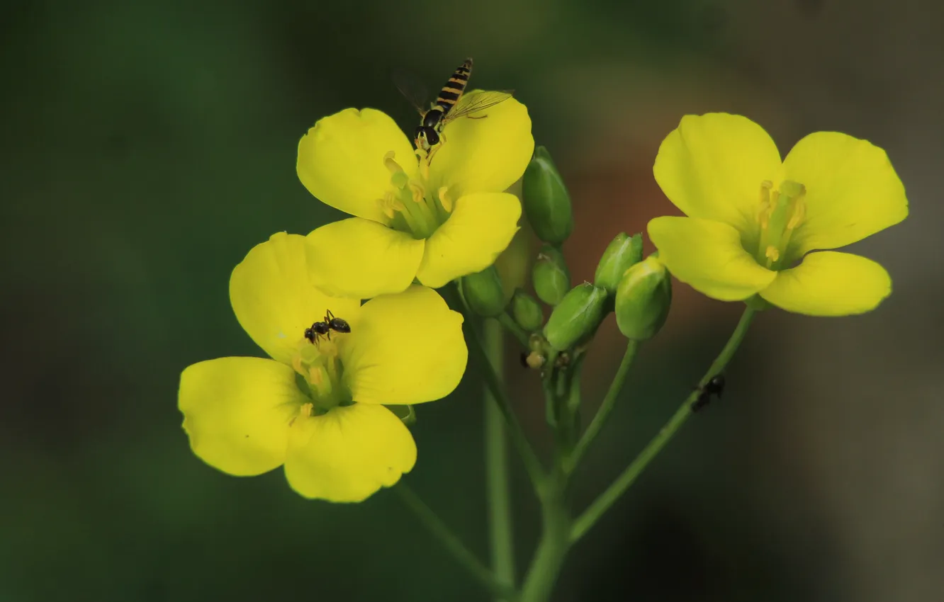 Photo wallpaper flower, yellow, blooming