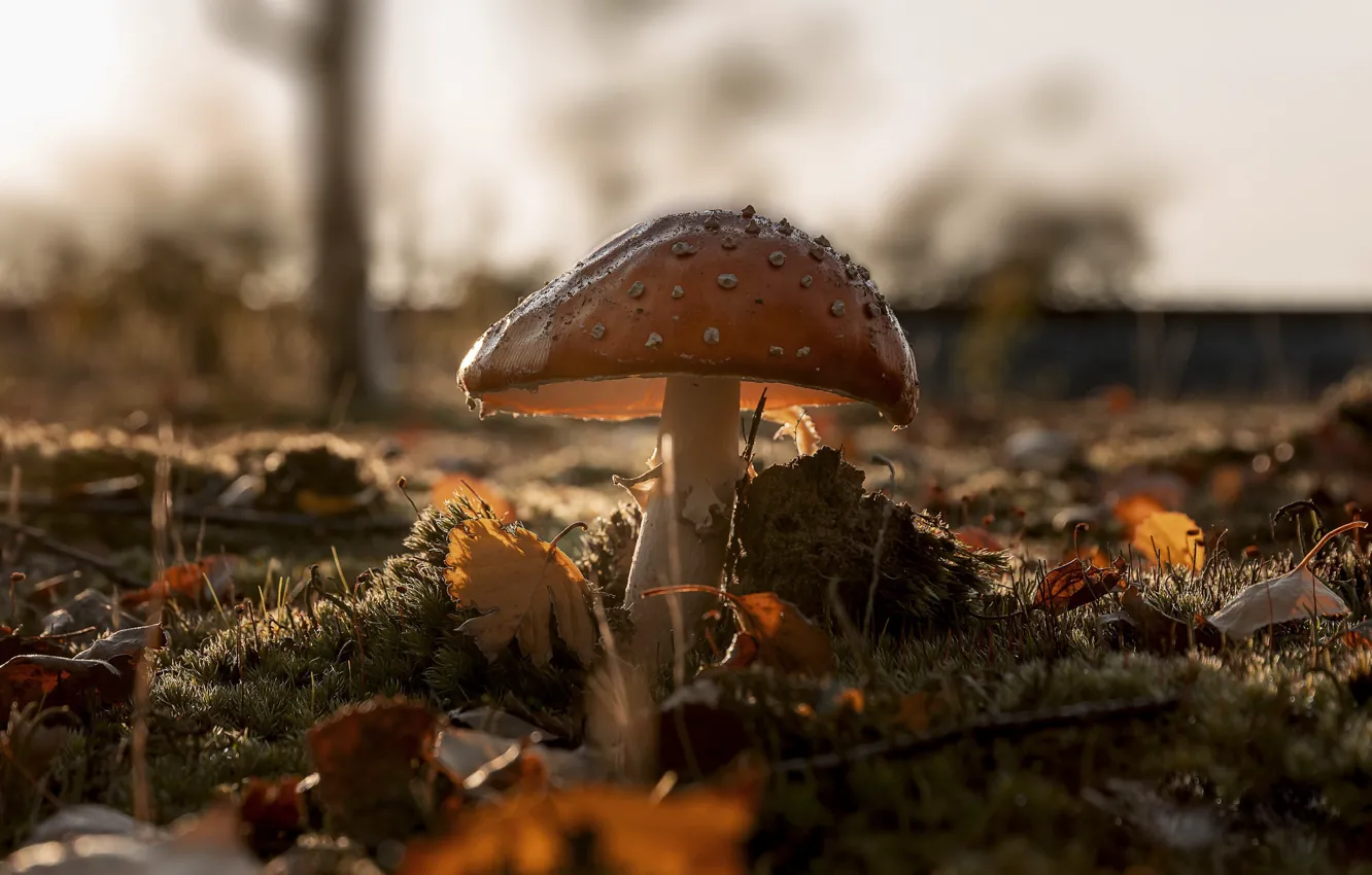 Photo wallpaper autumn, nature, mushrooms