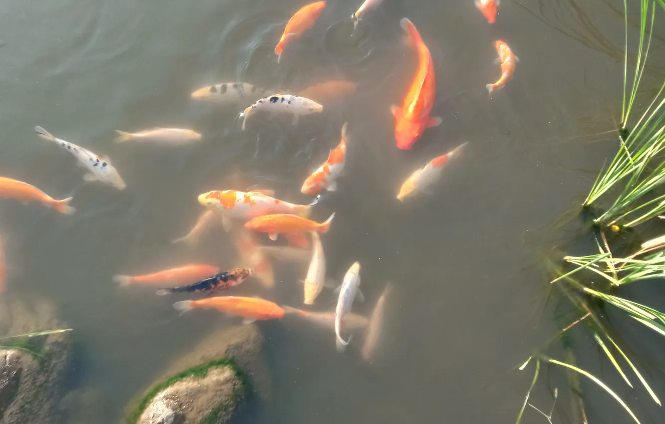 Photo wallpaper pond, fish, carp