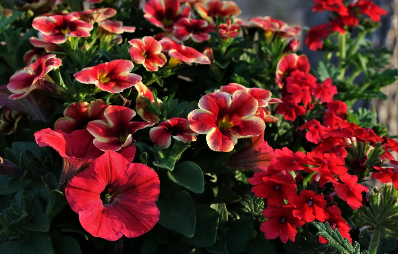 Photo wallpaper summer, flowers, flowerbed, Petunia, red flowers