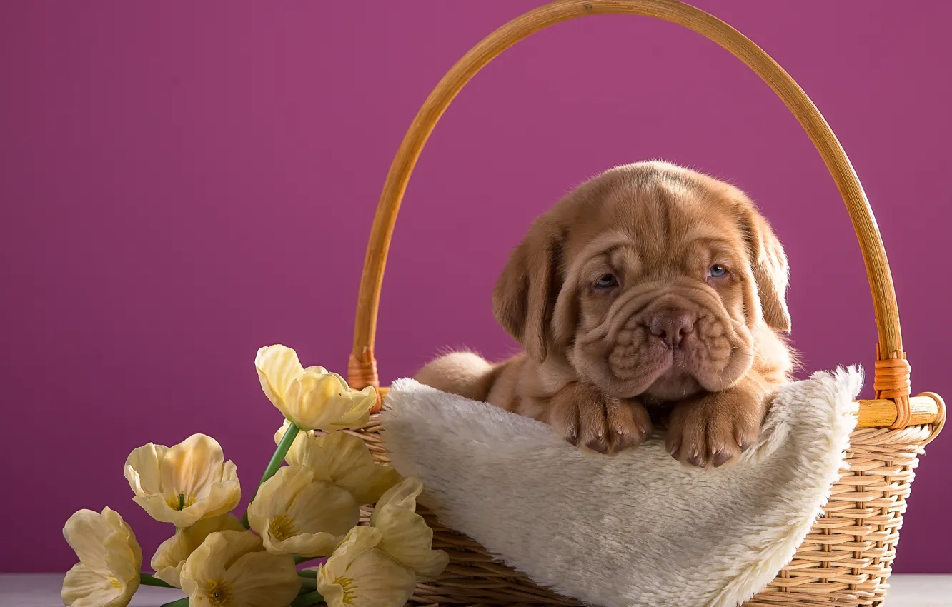 Photo wallpaper flowers, basket, puppy, breed, dog, Bordeaux
