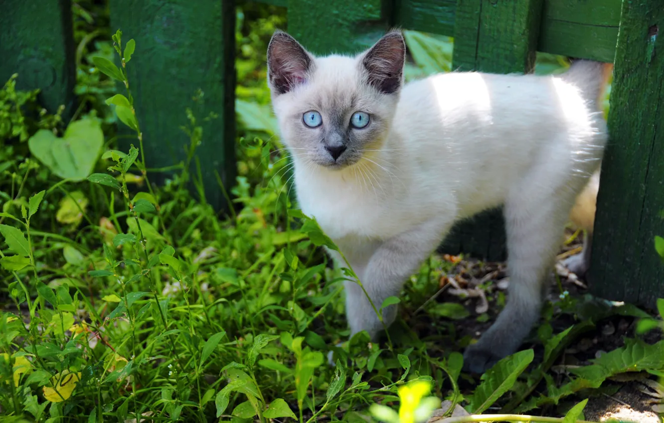 Photo wallpaper greens, cat, summer, grass, look, nature, the fence, garden