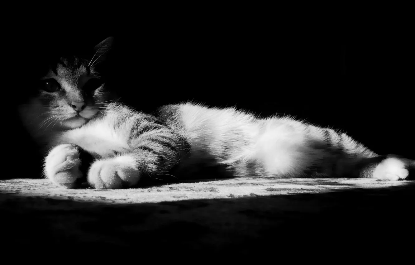 Photo wallpaper paws, nose, Cat, black and white