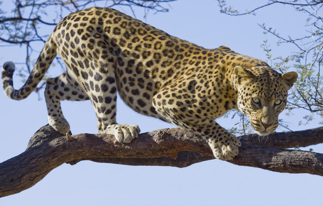 Photo wallpaper leopard, tree, branch, feline