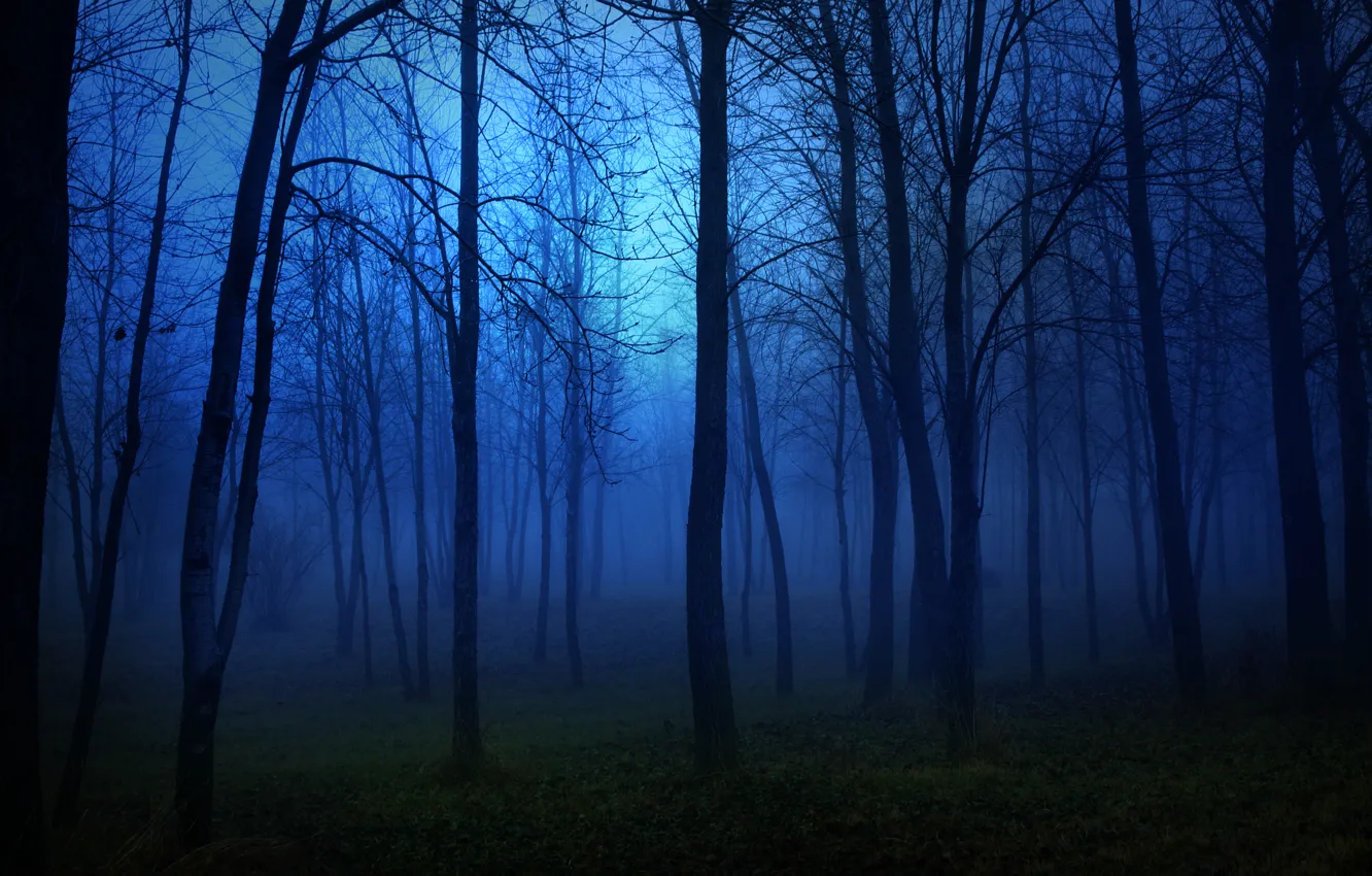 Photo wallpaper forest, trees, night
