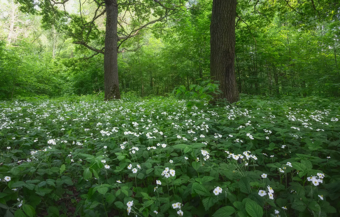 Photo wallpaper greens, forest, strawberries