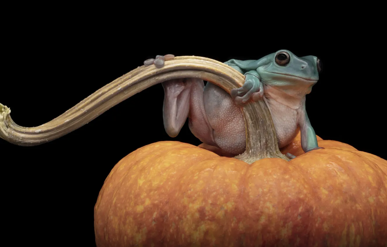 Photo wallpaper pose, frog, legs, stem, pumpkin, black background, sitting, stalk
