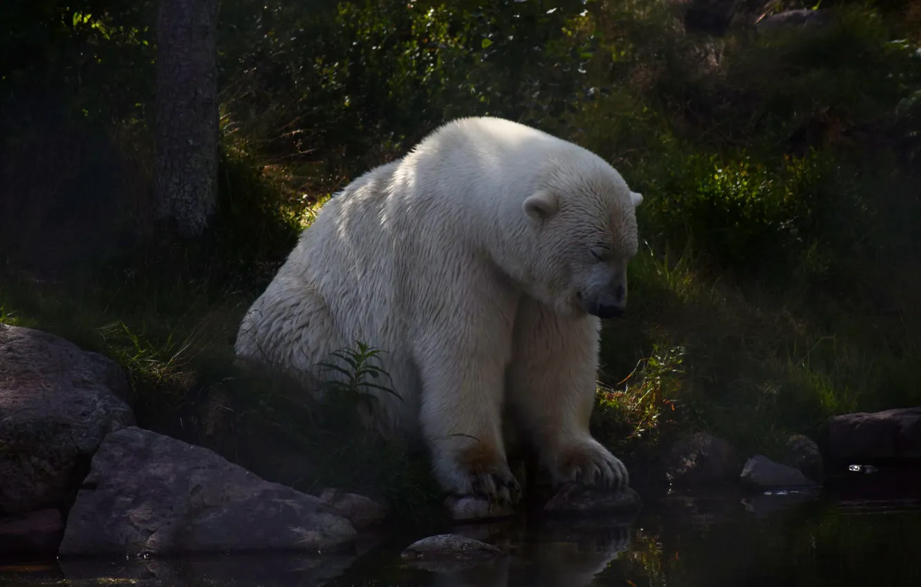 Photo wallpaper forest, white, summer, pose, stones, shore, bear, twilight