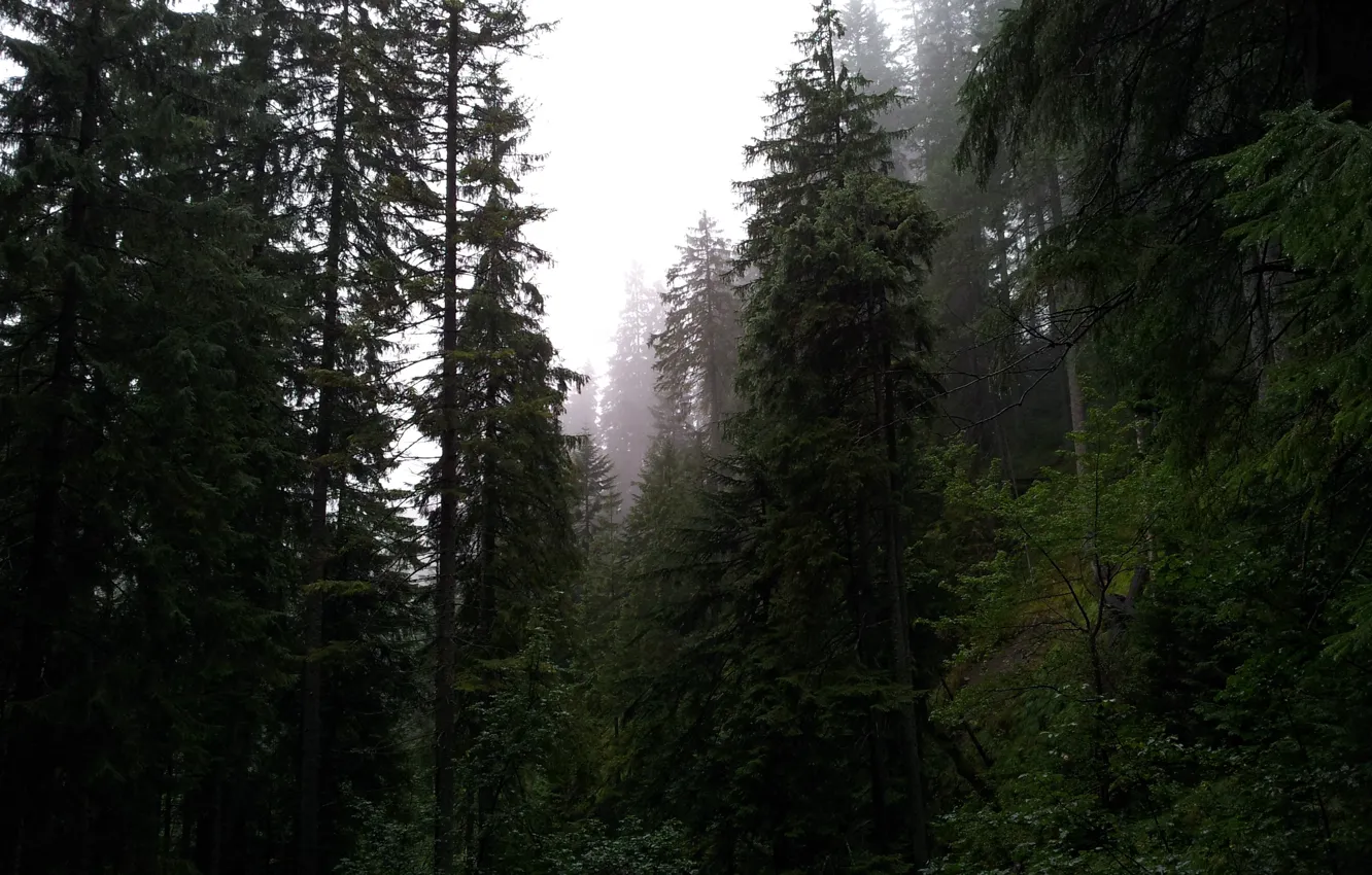 Photo wallpaper forest, the sky, trees, nature