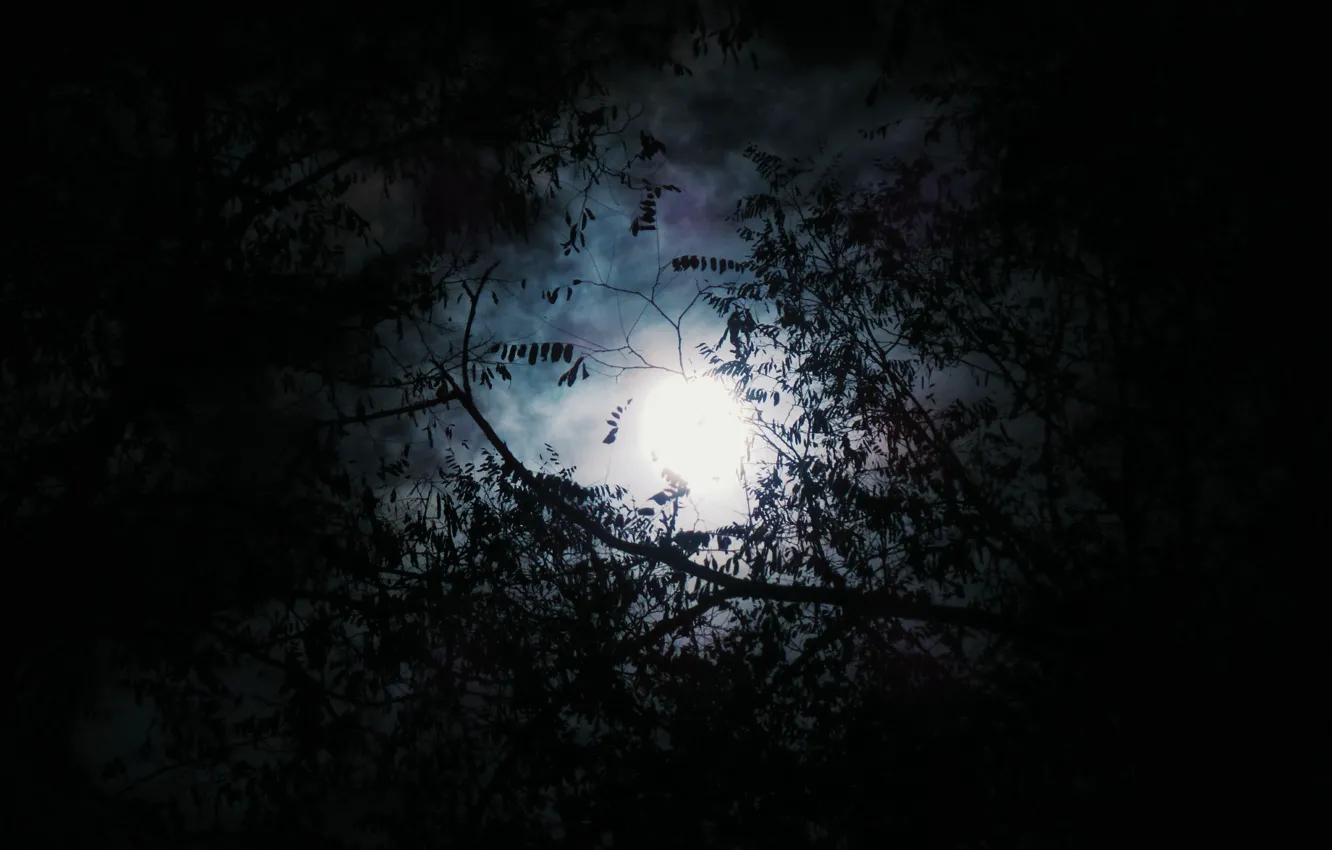 Photo wallpaper forest, the sky, trees, night, nature, the full moon, crown