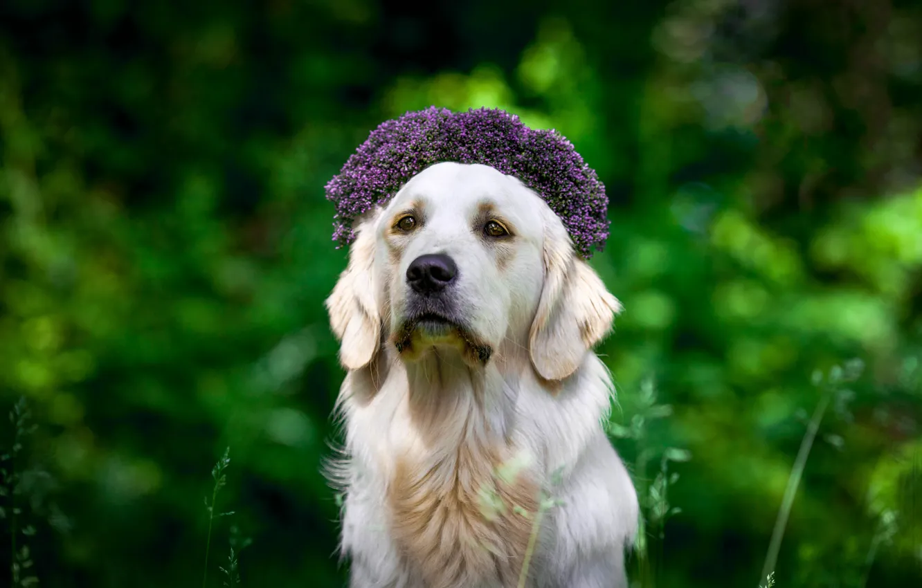 Photo wallpaper look, nature, pose, dog, face, Retriever