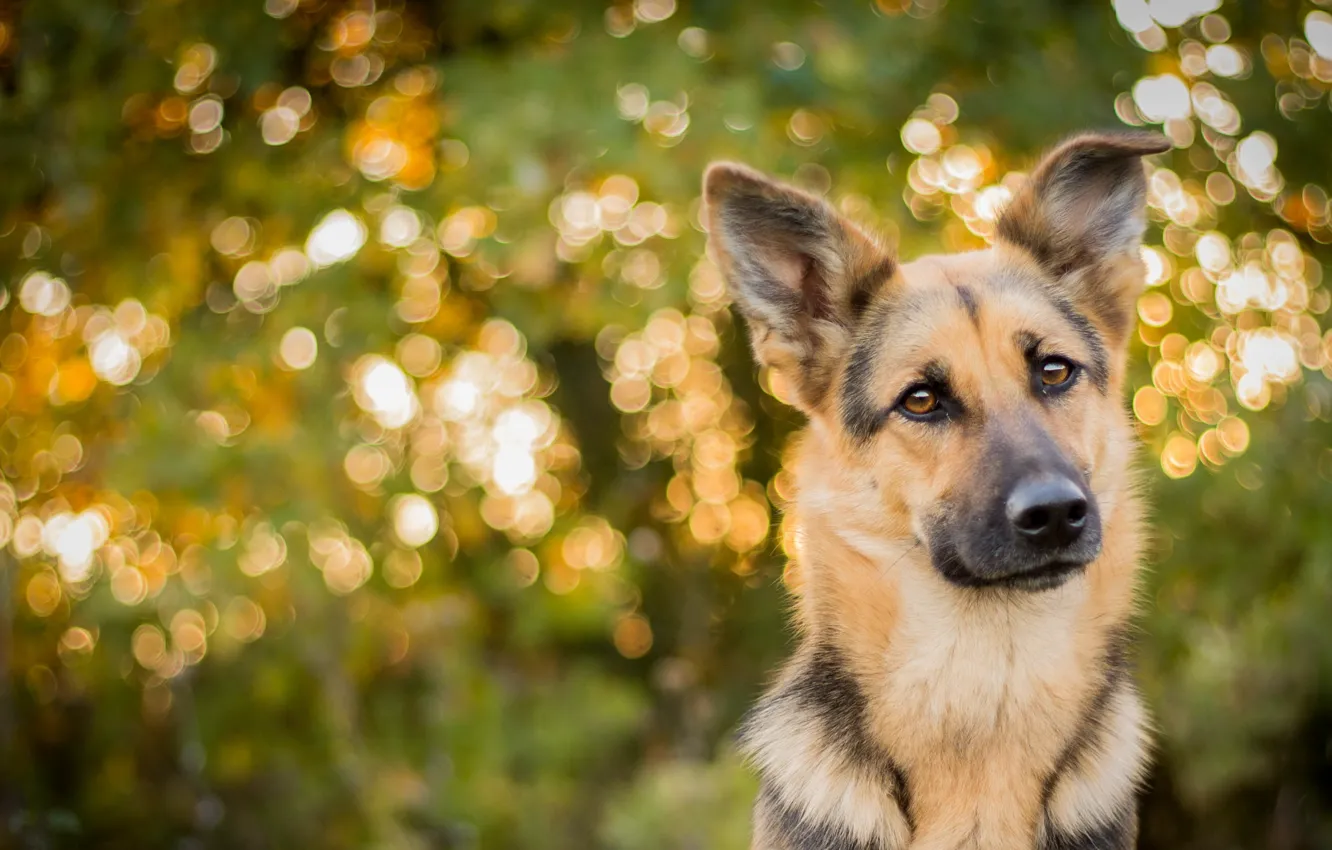 Photo wallpaper look, each, dog