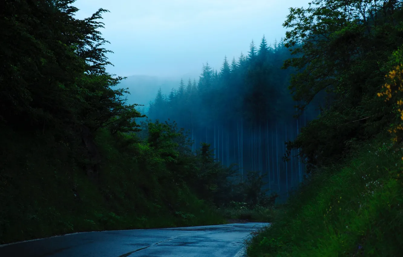 Photo wallpaper forest, road, trees, nature, mountains, mist