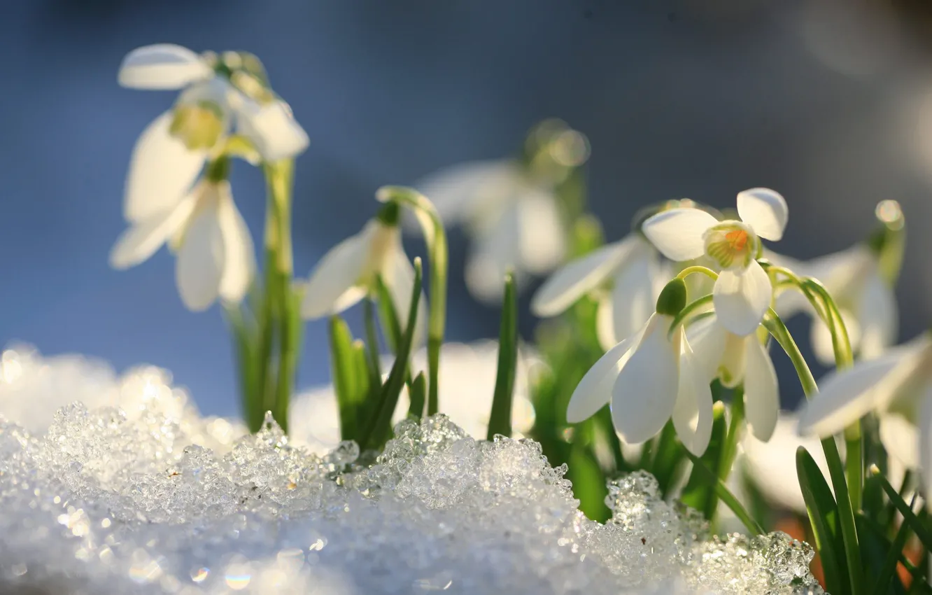 Photo wallpaper light, snow, flowers, ice, spring, snowdrops, white, bokeh