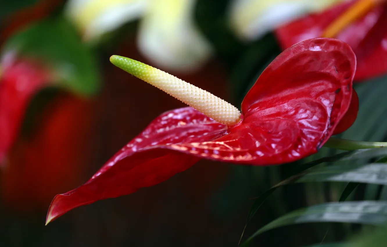 Photo wallpaper flower, red, flowering, stamen, Anthurium