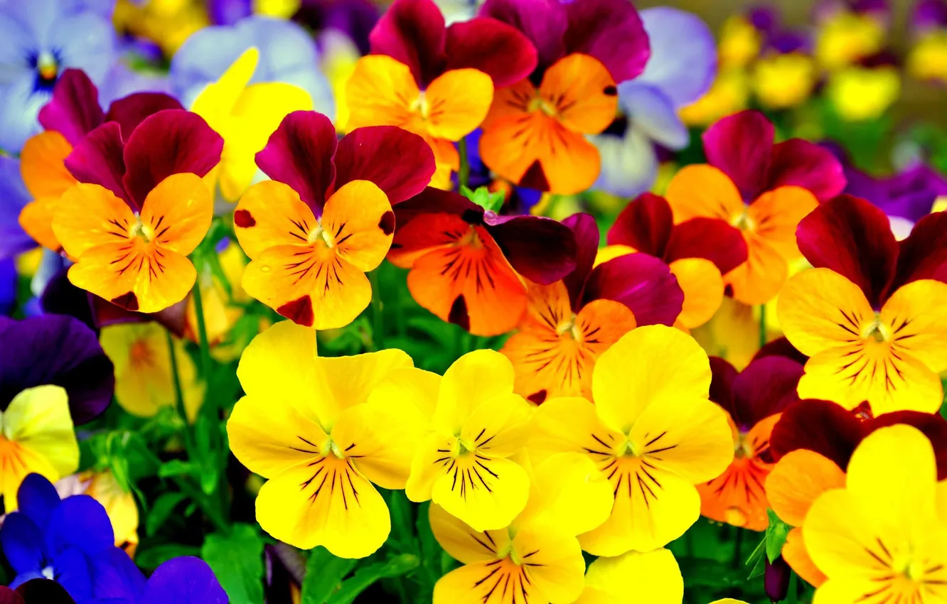 Photo wallpaper colored, petals, Pansy