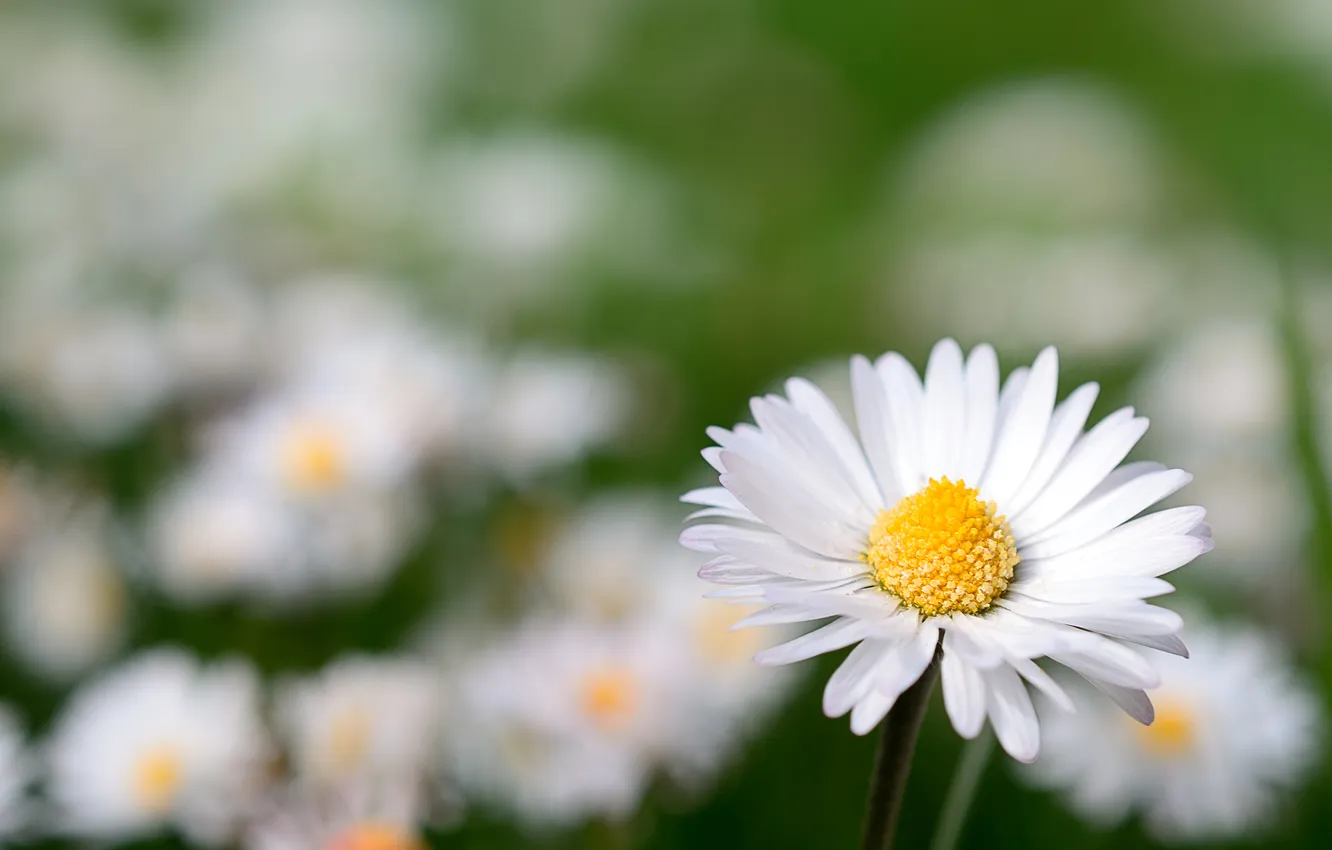 Photo wallpaper flowers, chamomile, flower