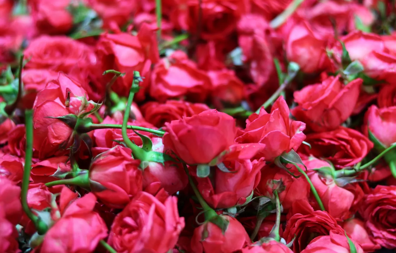 Photo wallpaper macro, flowers, roses