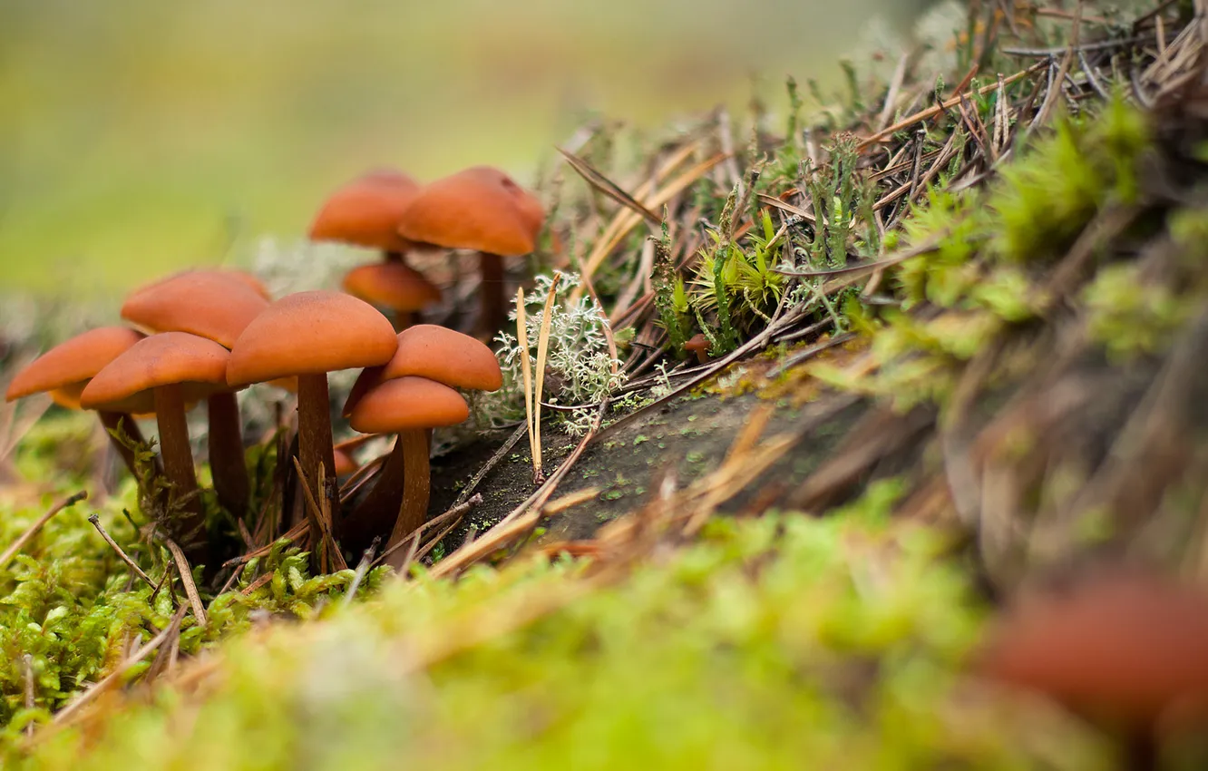 Photo wallpaper autumn, forest, mushrooms