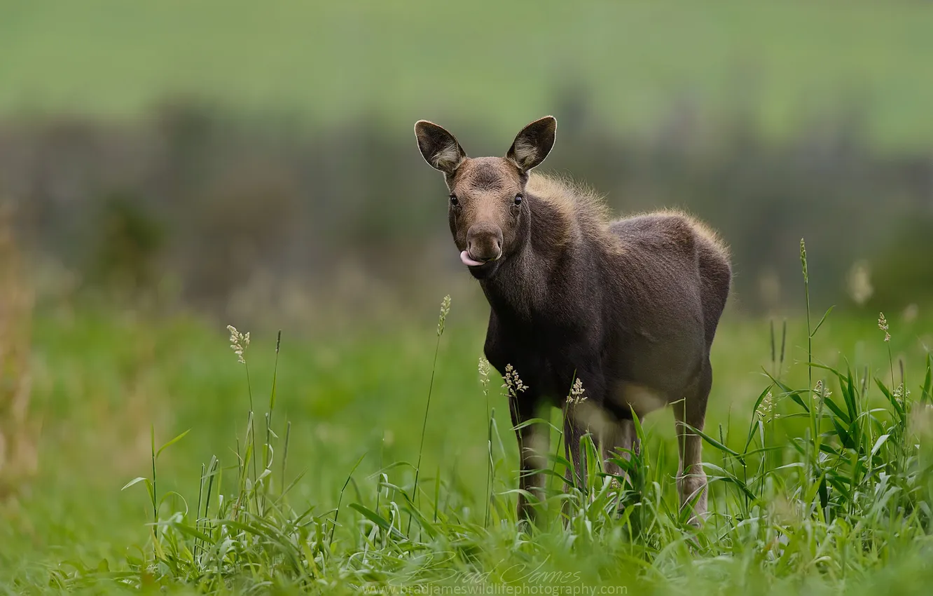 Photo wallpaper nature, background, moose