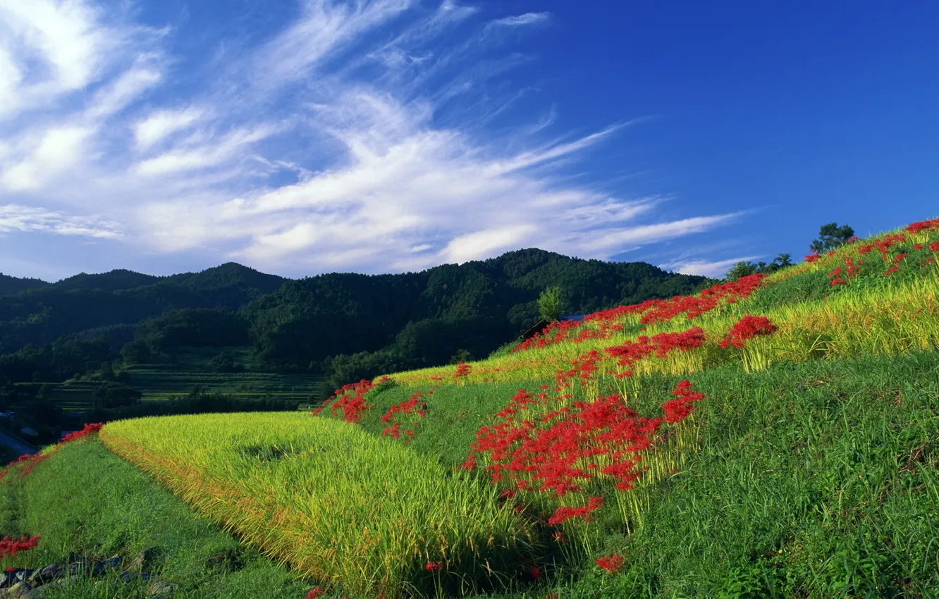 Photo wallpaper the sky, grass, flowers, nature, hills