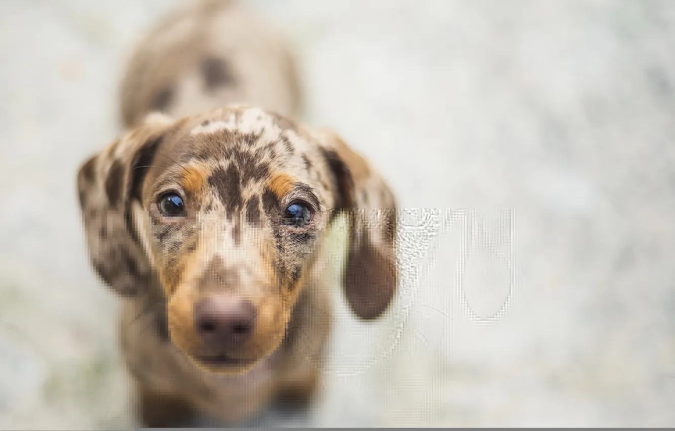 Photo wallpaper look, each, dog