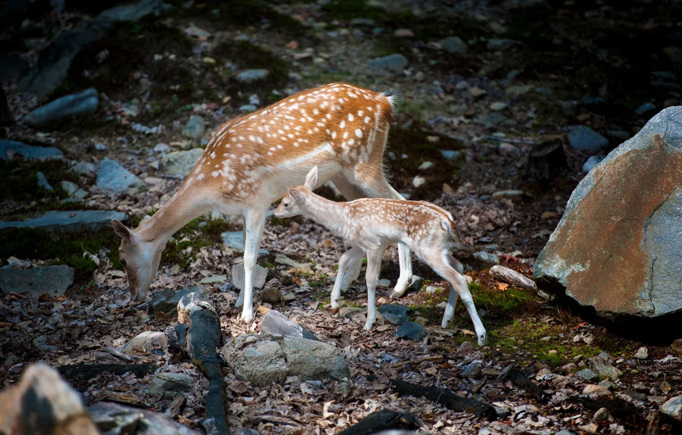 Photo wallpaper nature, deer, Bambi with mom