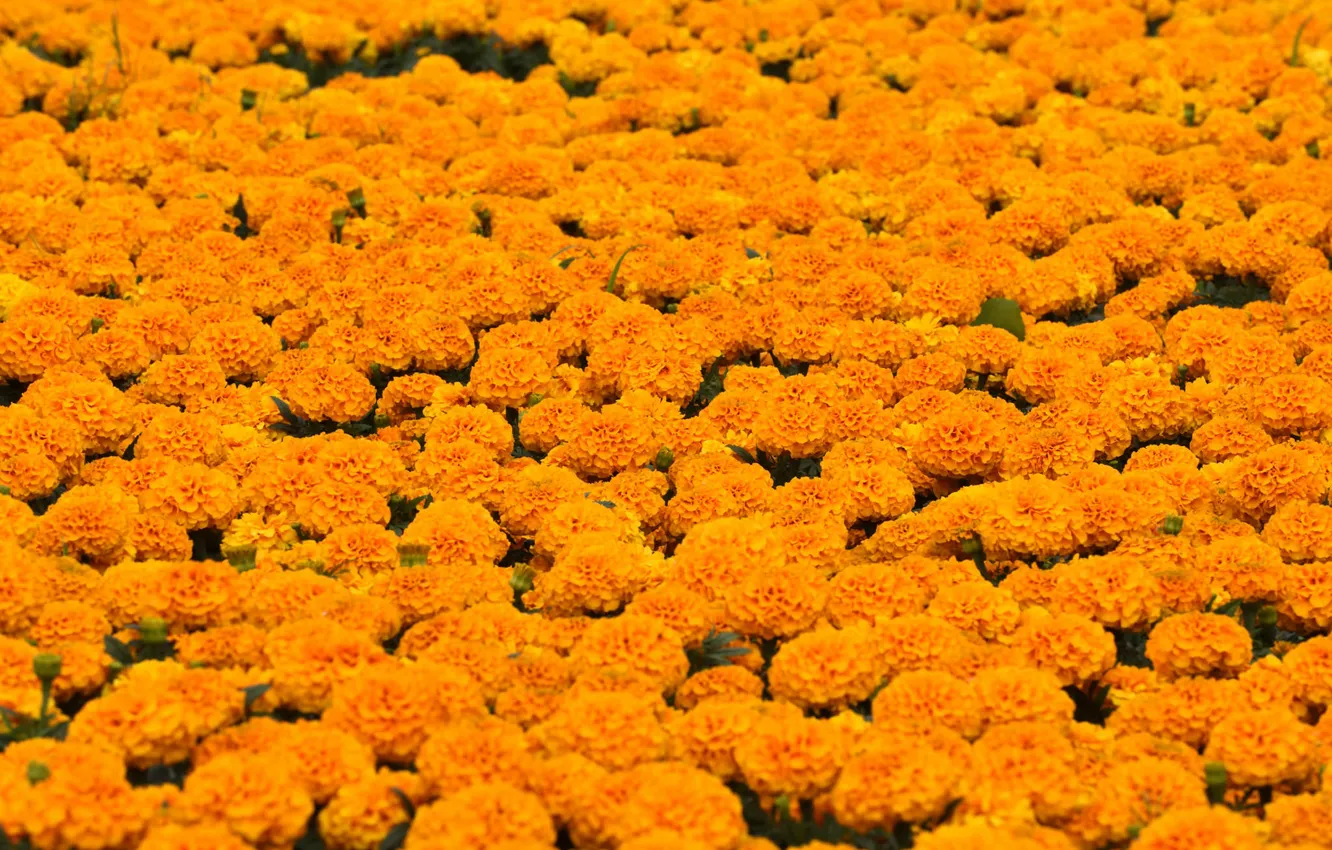 Photo wallpaper nature, flowering, a lot, marigolds