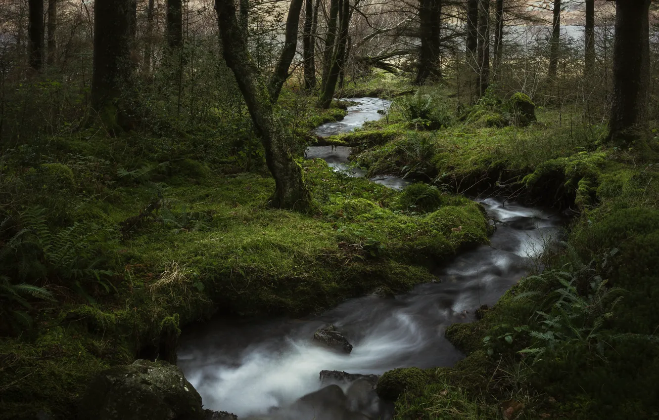 Photo wallpaper forest, running Creek, flowing stream