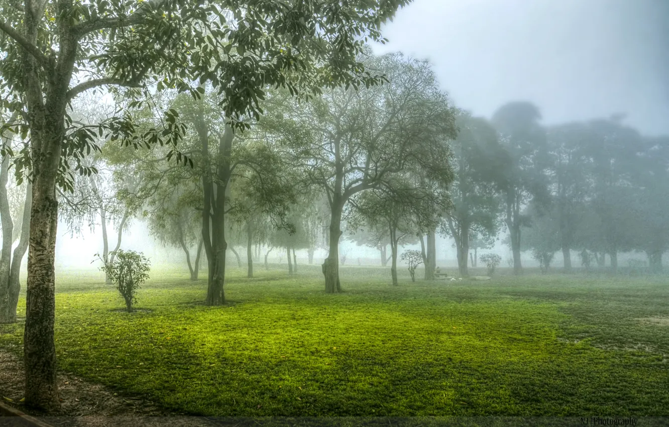 Photo wallpaper trees, fog, morning