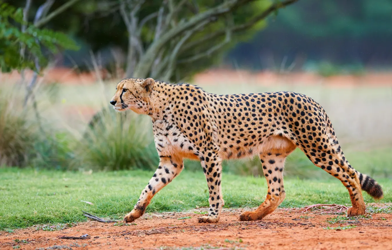 Photo wallpaper nature, Cheetah, walk