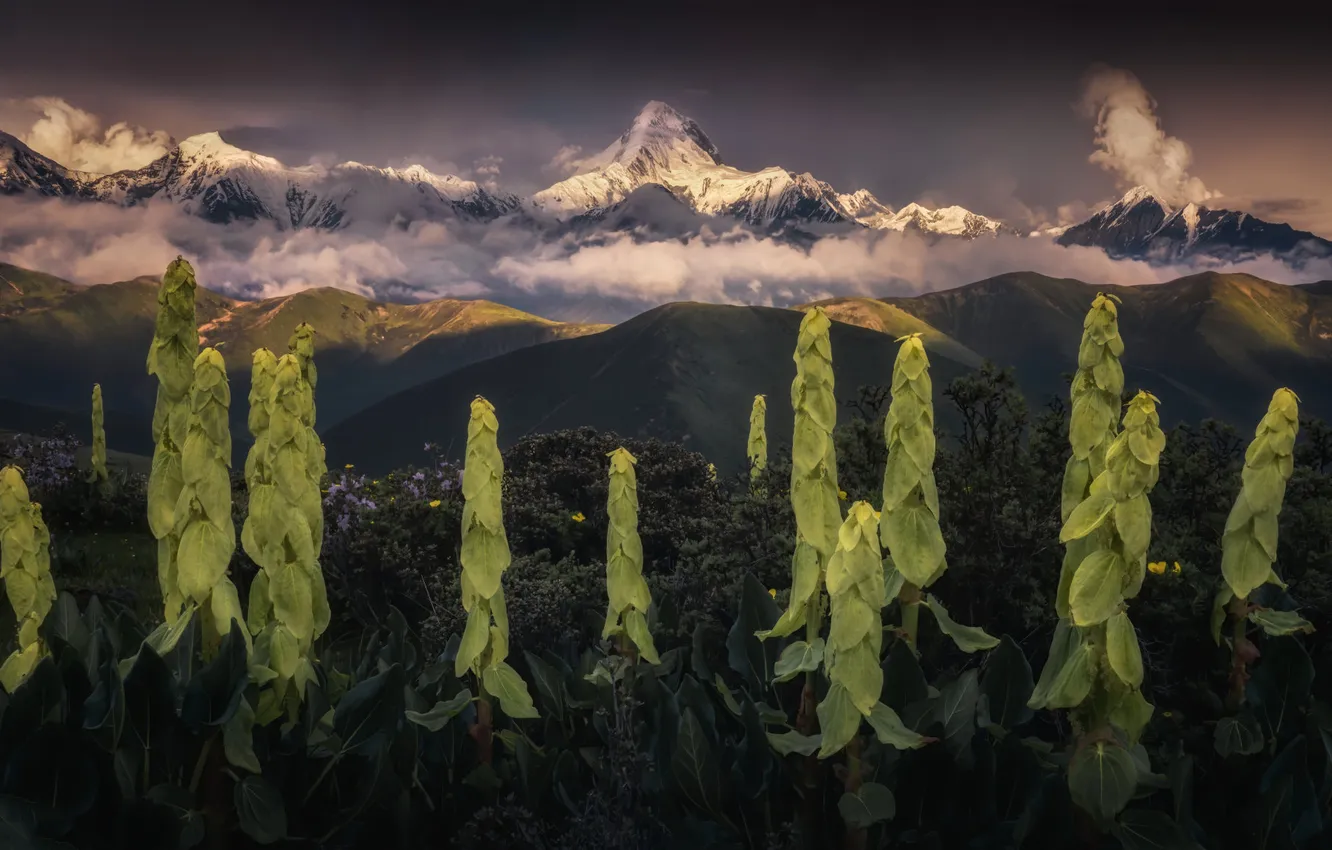 Photo wallpaper the sky, light, snow, mountains, fog, hills, tops, plant