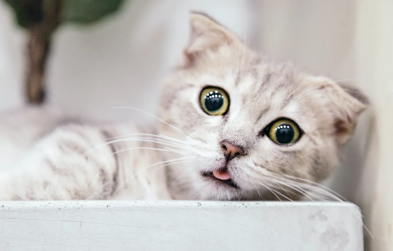 Photo wallpaper language, cat, surprise