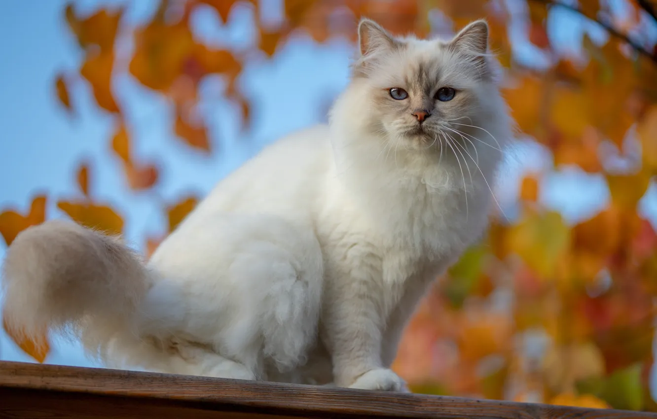 Photo wallpaper roof, autumn, cat, white, the sky, cat, look, leaves