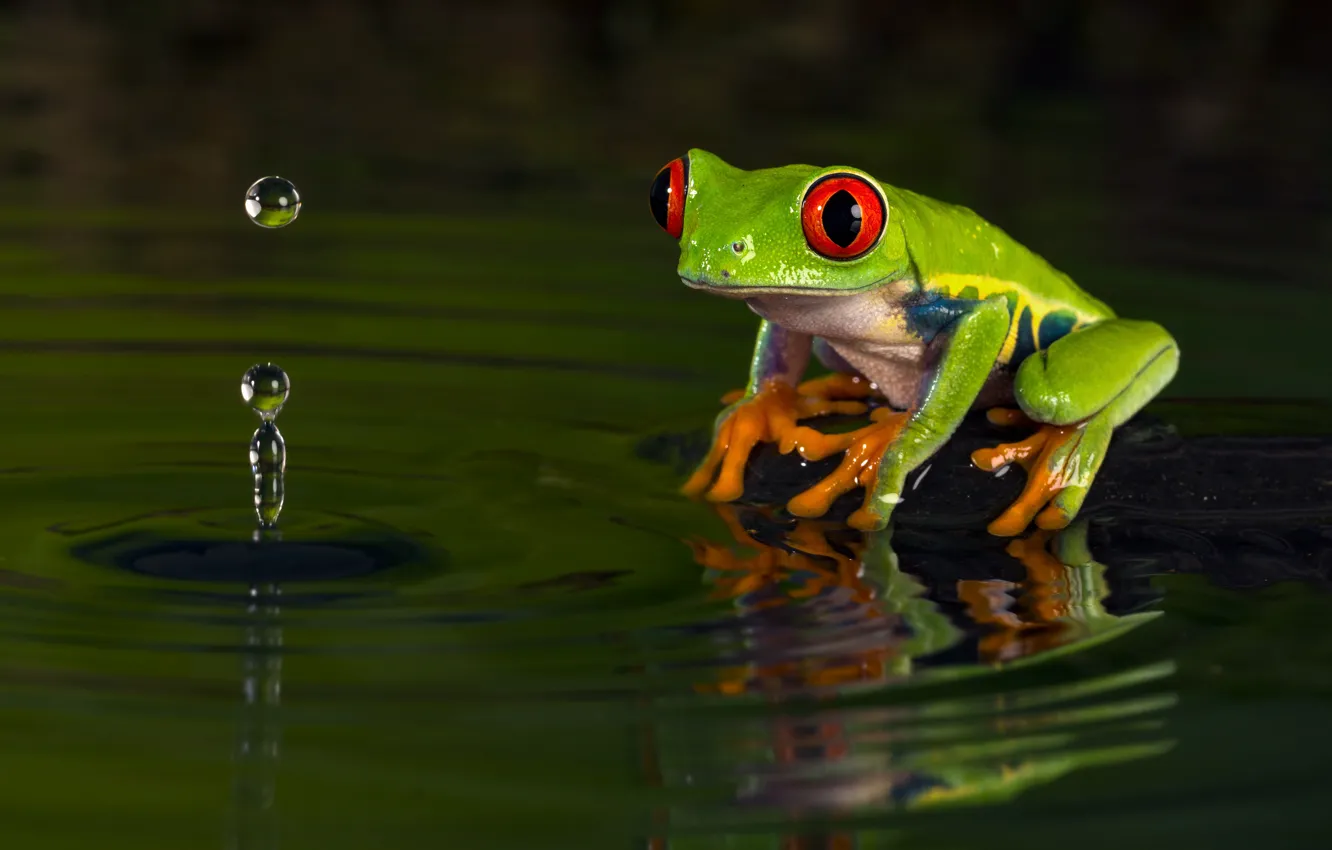 Photo wallpaper water, drops, macro, nature, the dark background, frog, green, pond