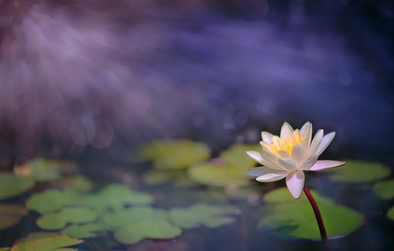 Photo wallpaper white, light, Nymphaeum