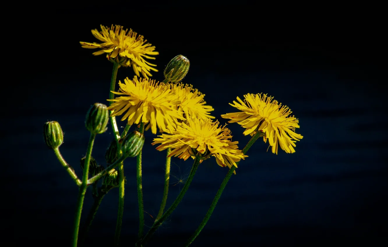 Photo wallpaper macro, dandelion, plant