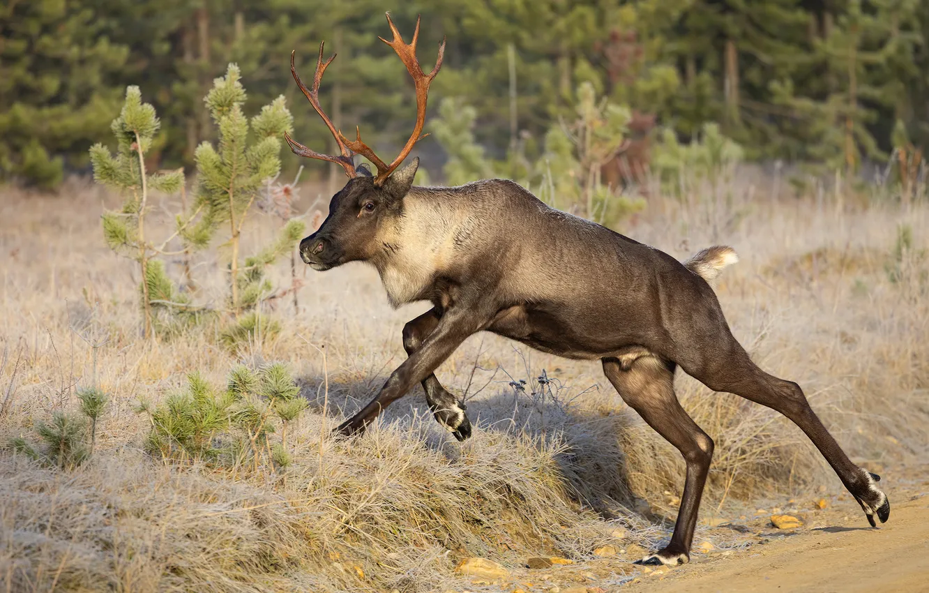 Photo wallpaper nature, movement, deer