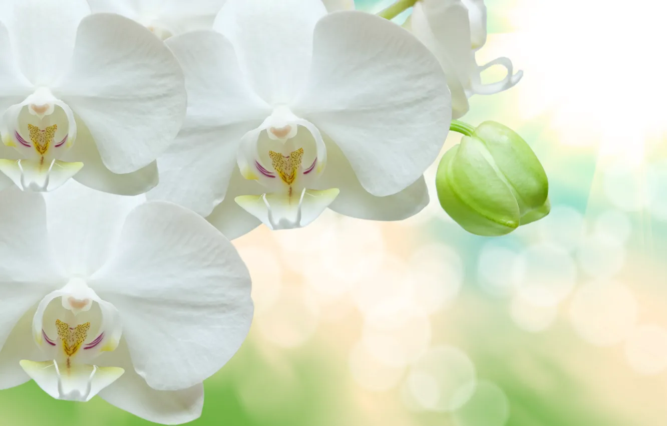Photo wallpaper glare, background, white, orchids, bokeh, closeup