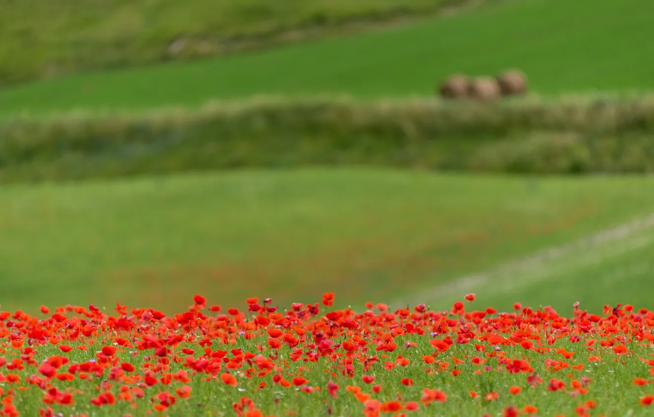 Photo wallpaper field, summer, Maki