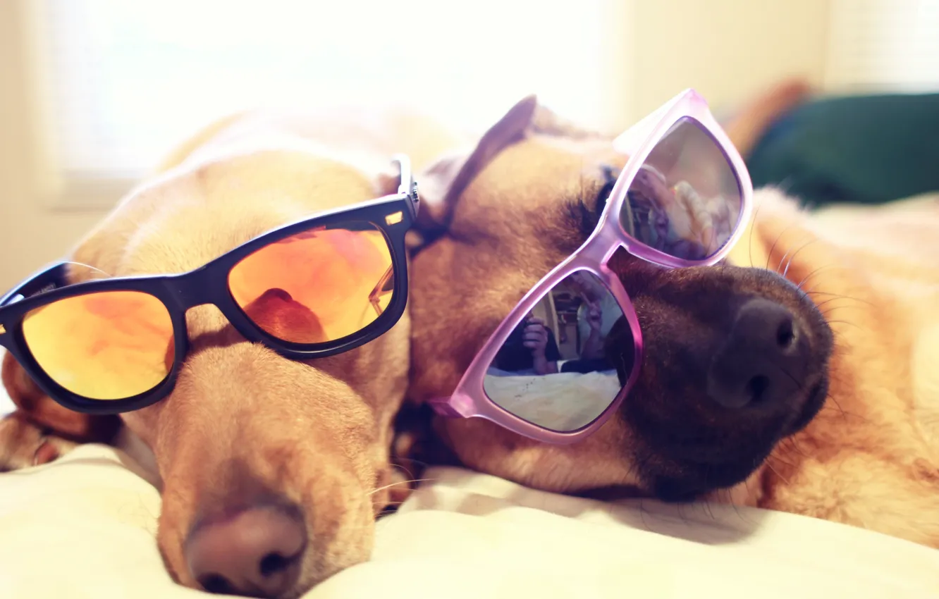 Photo wallpaper GLASSES, BED, LIE, DOGS, DOGS